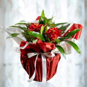 Guzmania