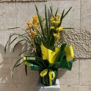 Orchidea Cymbidium