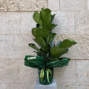Ficus Lyrata
