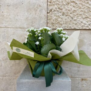 Calandiva Kalanchoe