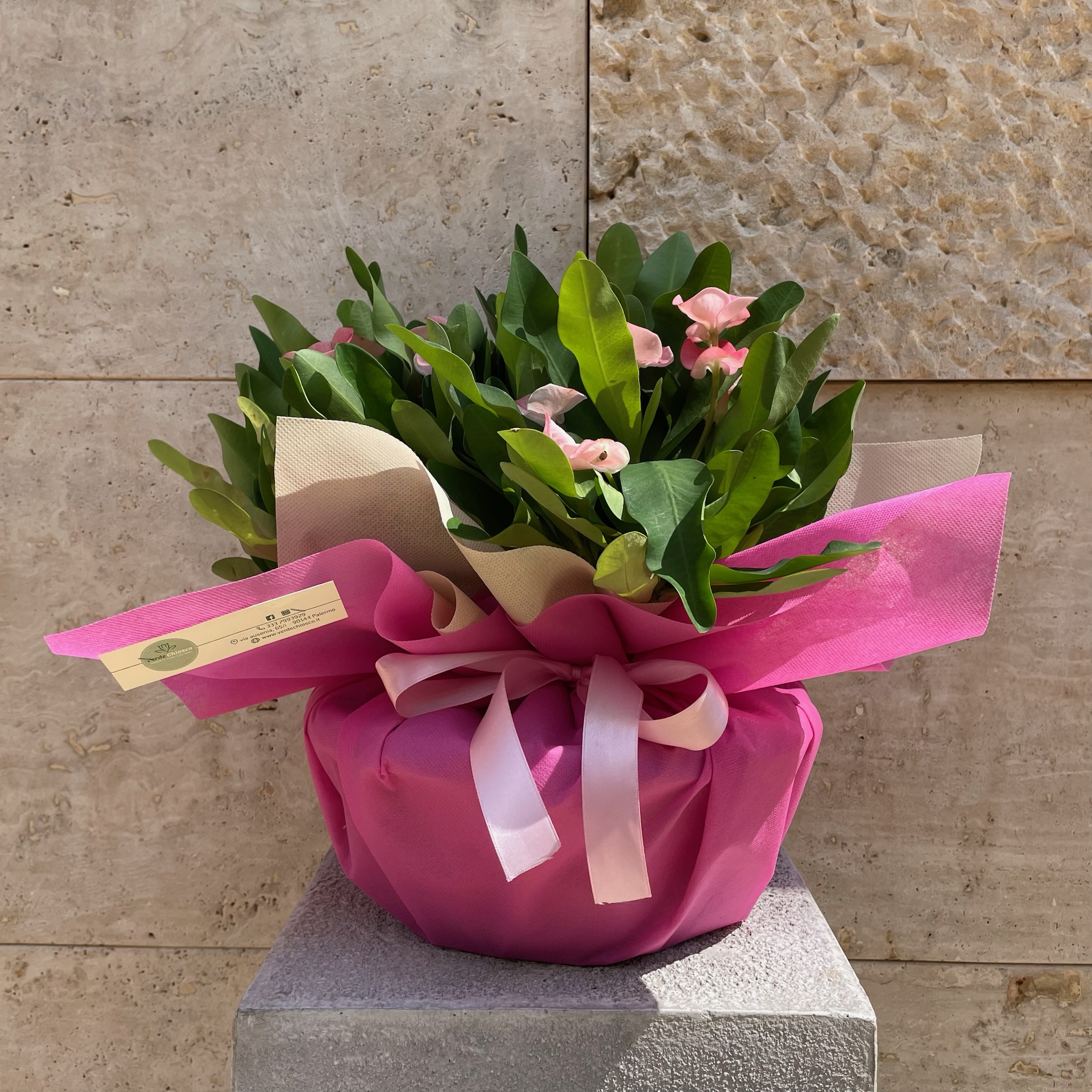 Euphorbia Milii