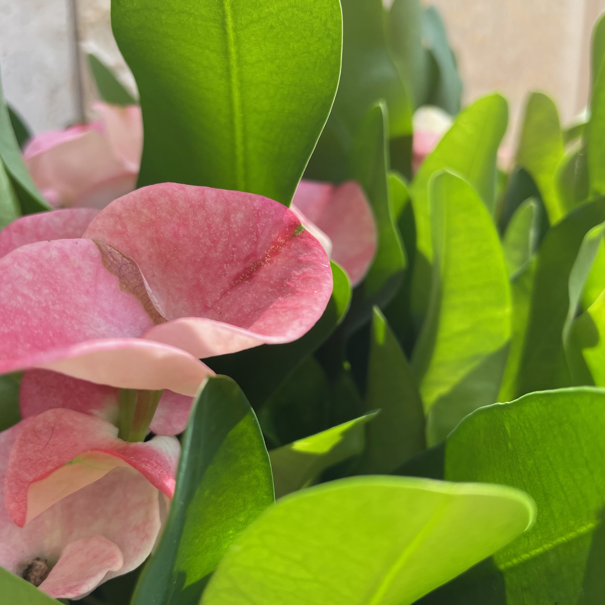 Euphorbia Milii - immagine 2