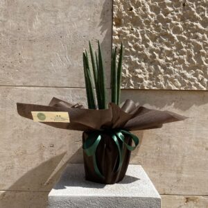 Sansevieria Cylindrica