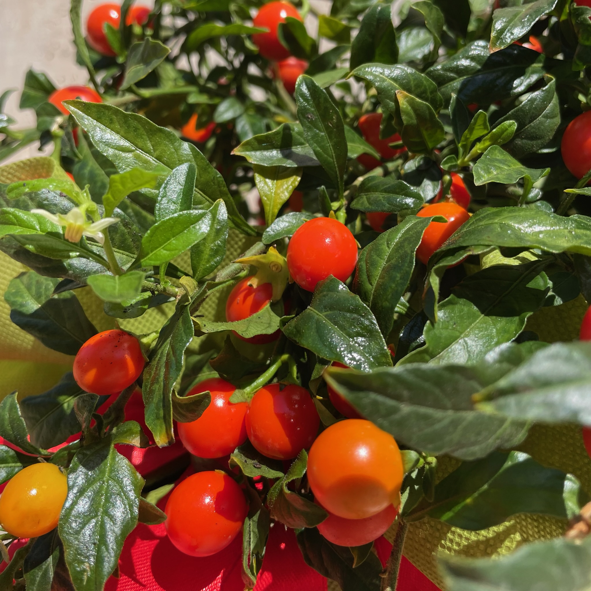 Solanum Pseudocapsicum - immagine 2