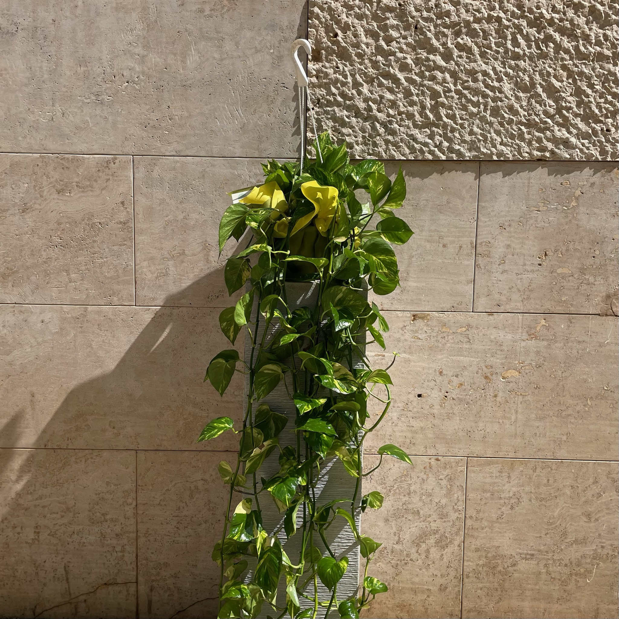 Pothos in Basket