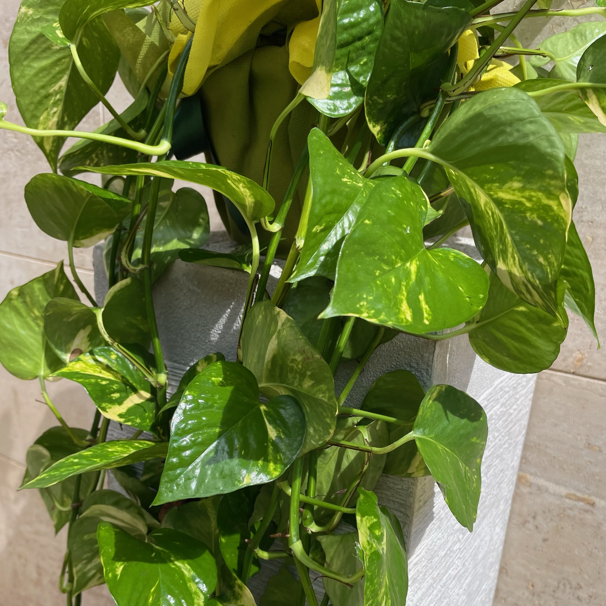 Pothos in Basket - immagine 2